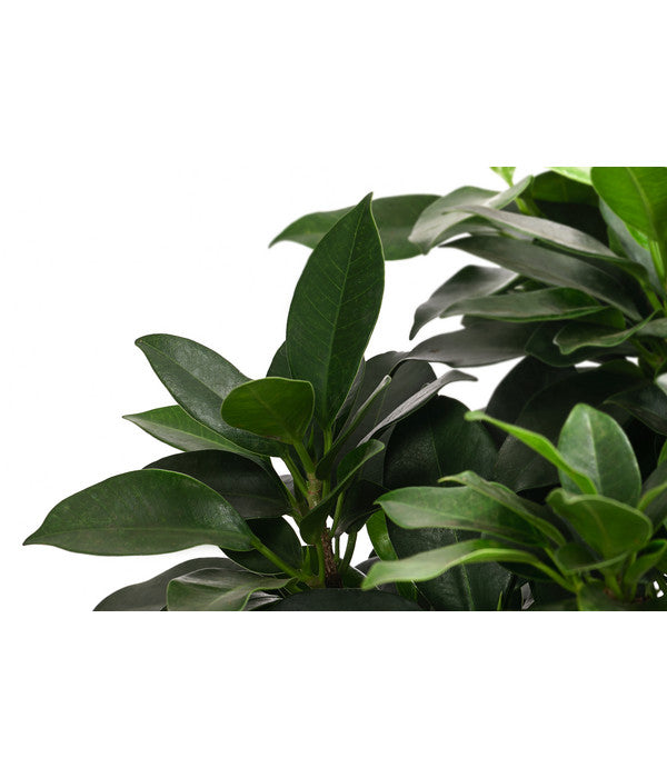  Birkenfeige - Ficus 'Nitida', Stamm