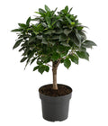  Birkenfeige - Ficus 'Nitida', Stamm