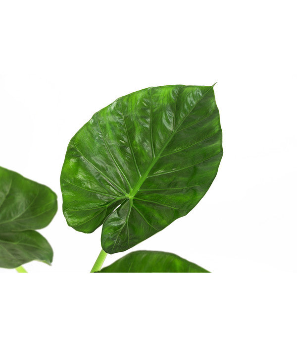  Pfeilblatt - Alocasia Macrorrhiza