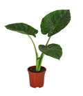  Pfeilblatt - Alocasia Macrorrhiza