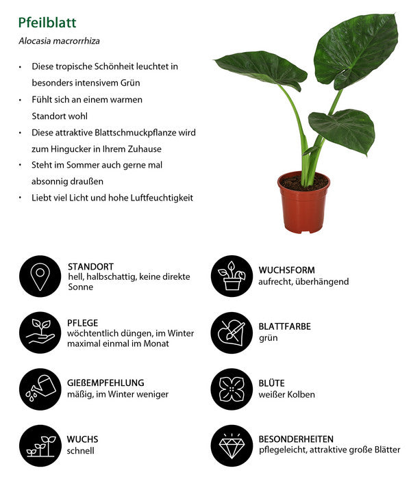  Pfeilblatt - Alocasia Macrorrhiza