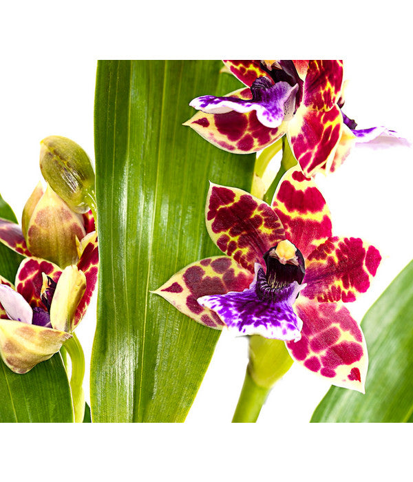 Zygopetalum - Zygopetalum Cultivars