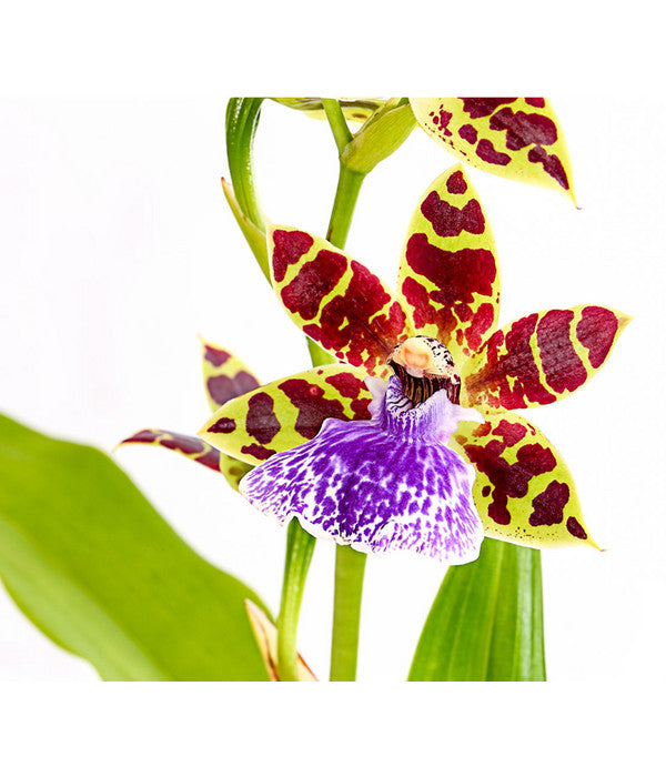  Zygopetalum - Zygopetalum Cultivars