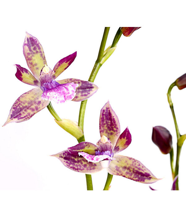  Zygopetalum - Zygopetalum Cultivars