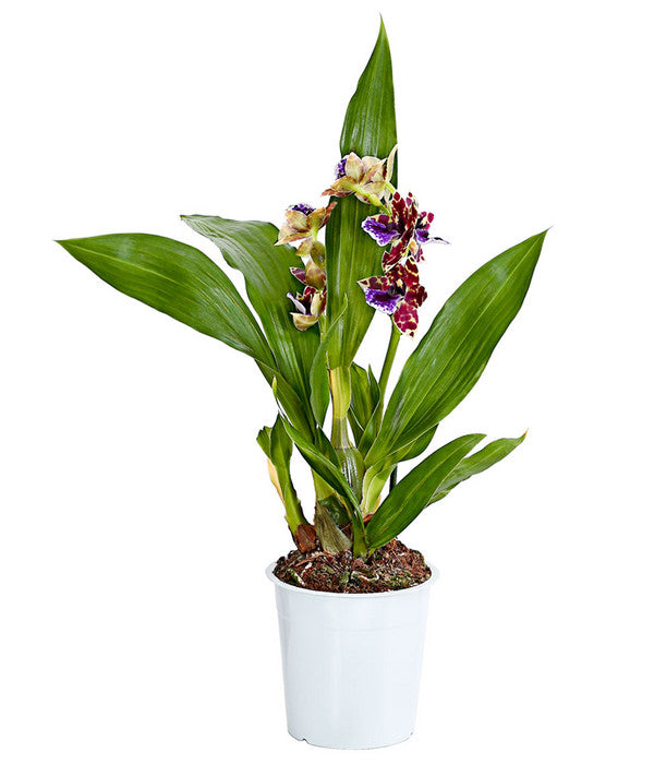  Zygopetalum - Zygopetalum Cultivars