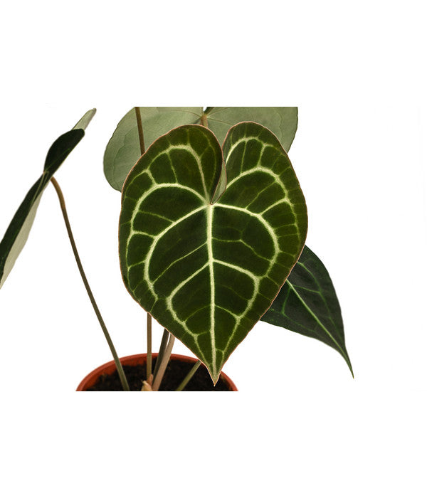  Herzblattblume - Anthurium Clarinervium