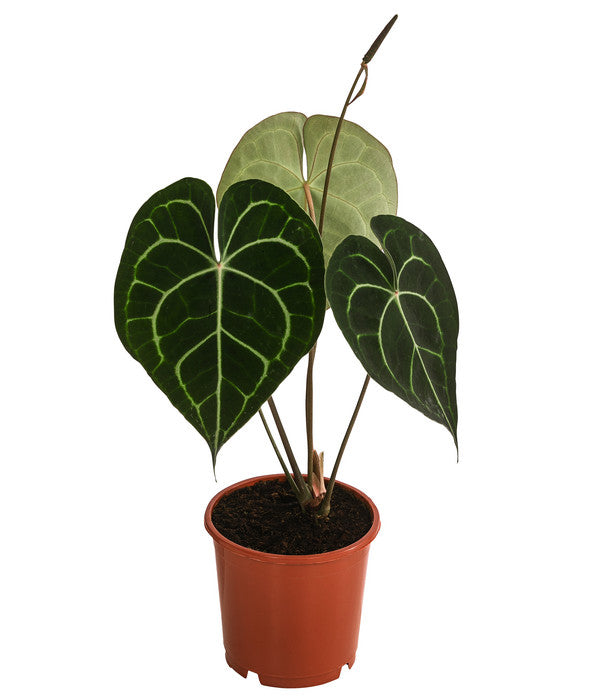  Herzblattblume - Anthurium Clarinervium