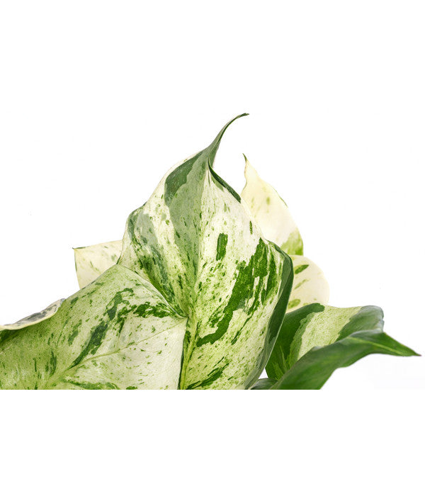  Efeutute - Epipremnum Pinnatum 'Happy Leaf'