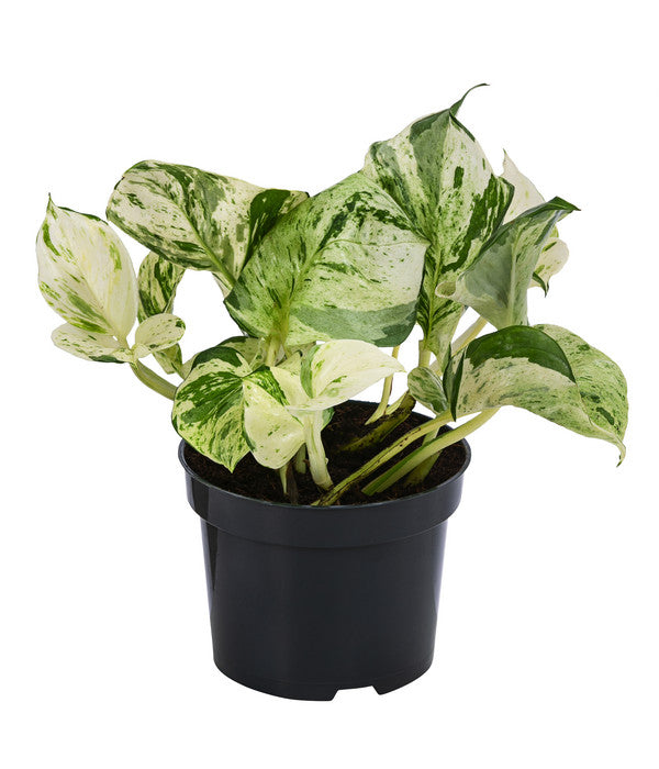  Efeutute - Epipremnum Pinnatum 'Happy Leaf'