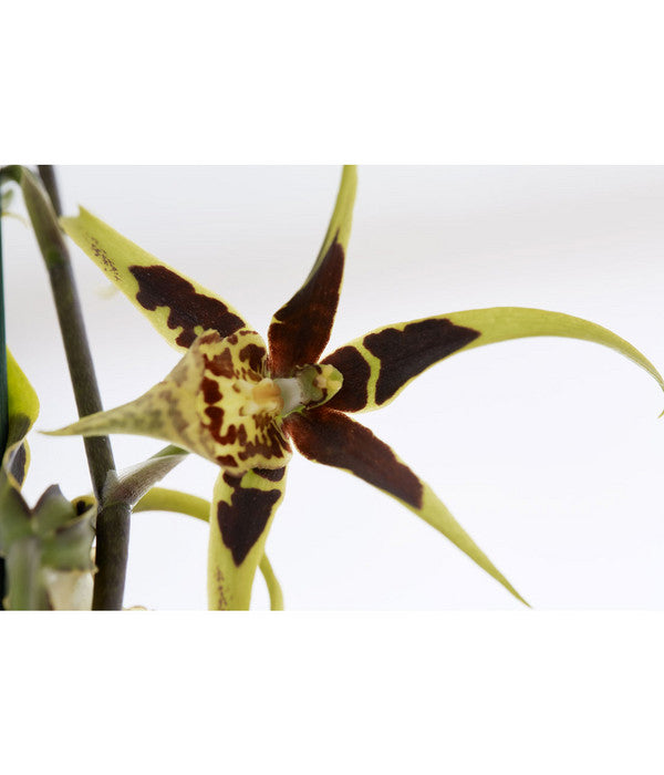  Spinnenorchidee - Brassia 'Mystic'