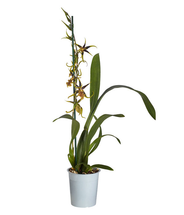  Spinnenorchidee - Brassia 'Mystic'