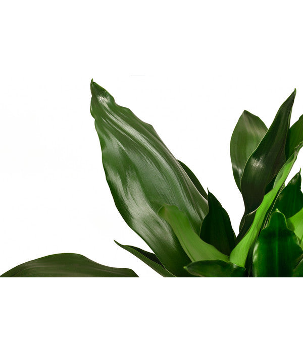  Drachenbaum - Dracaena Fragrans 'Lisa'