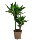  Drachenbaum - Dracaena Fragrans 'Lisa'