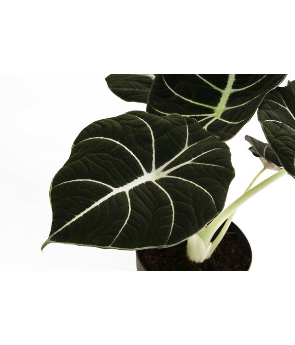  Pfeilblatt - Alocasia Reginula 'Black Velvet'