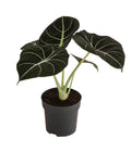  Pfeilblatt - Alocasia Reginula 'Black Velvet'
