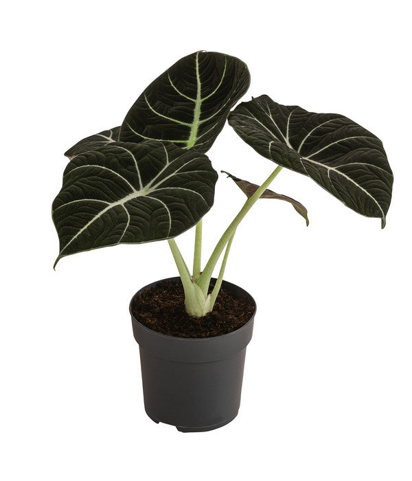  Pfeilblatt - Alocasia Reginula 'Black Velvet'