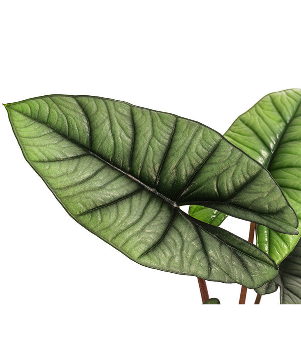  Pfeilblatt - Alocasia 'Platinum'