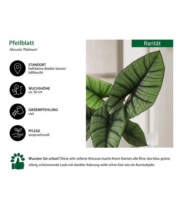  Pfeilblatt - Alocasia 'Platinum'