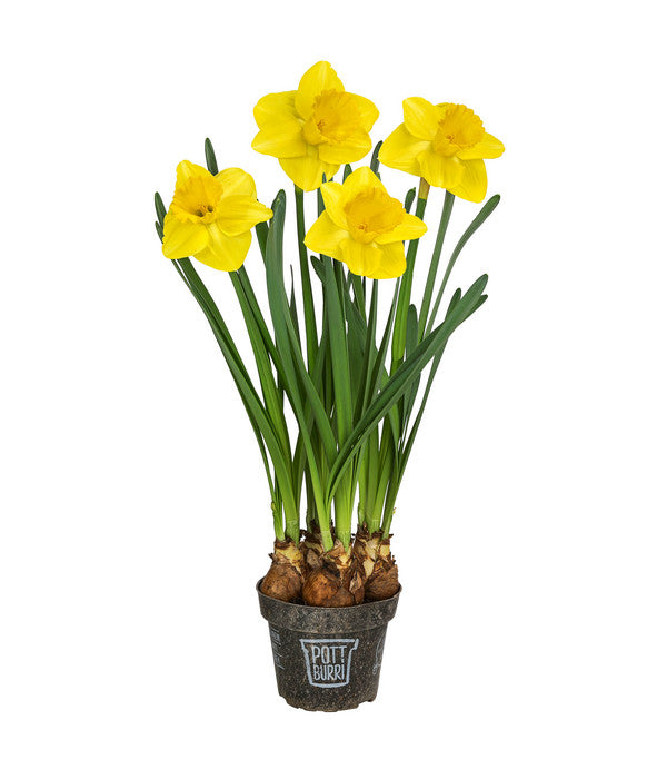  Narzisse 'Lucky Number’ Im Pottburri®-Topf