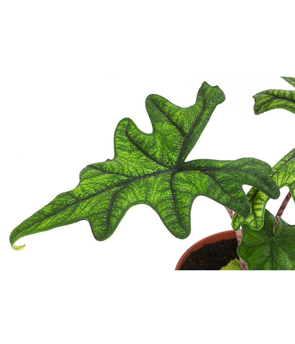  Pfeilblatt - Alocasia 'Jacklyn'