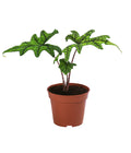  Pfeilblatt - Alocasia 'Jacklyn'