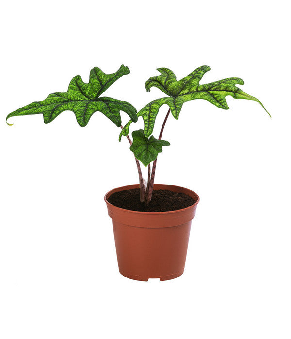  Pfeilblatt - Alocasia 'Jacklyn'
