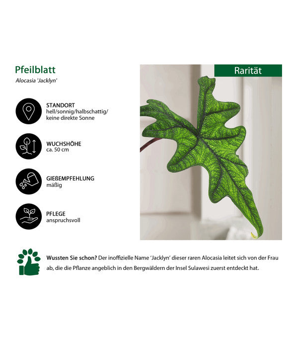  Pfeilblatt - Alocasia 'Jacklyn'