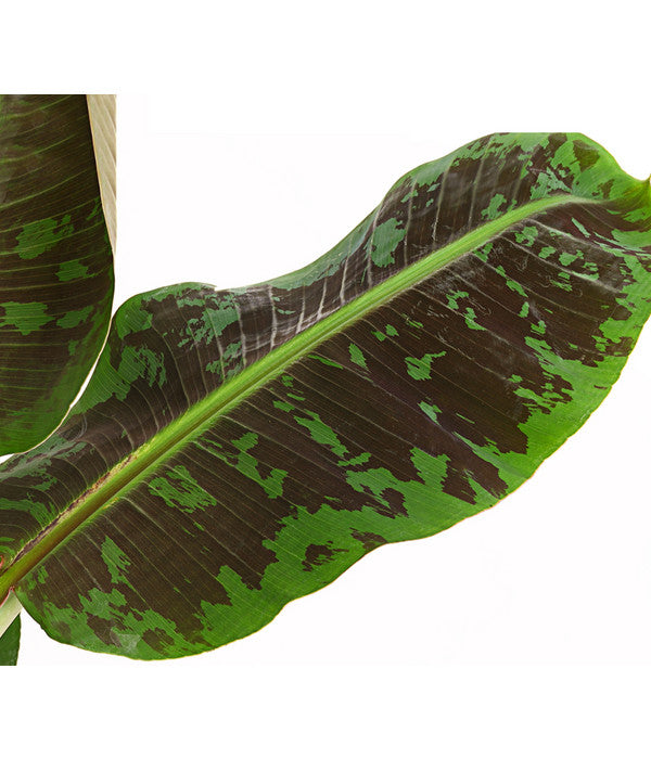  Banane 'Dwarf Cavendish'