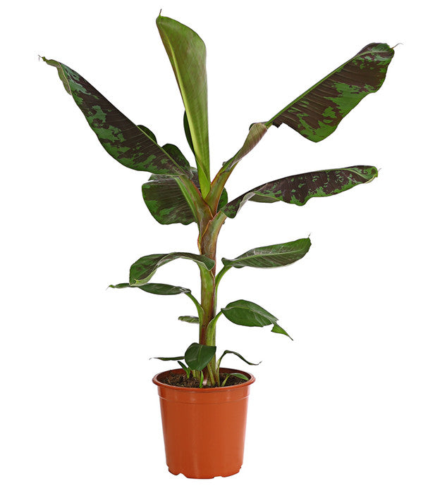  Banane 'Dwarf Cavendish'