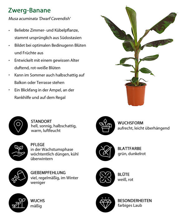  Banane 'Dwarf Cavendish'
