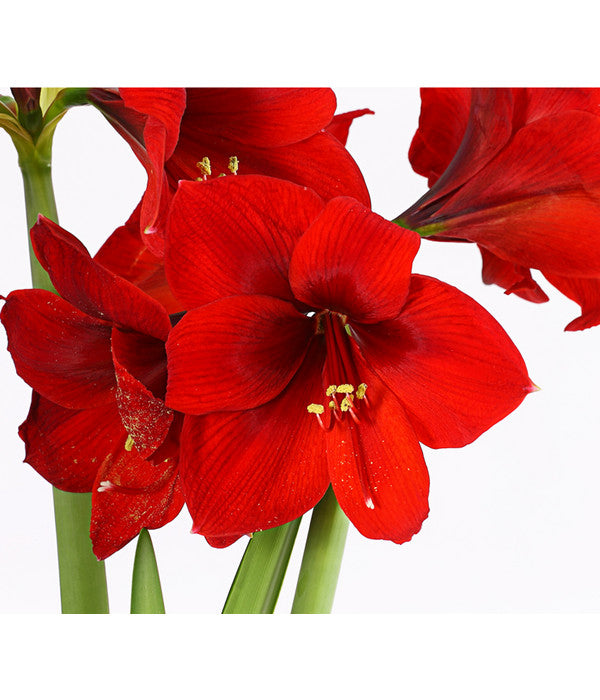  Amaryllis - Hippeastrum-Hybride, Zweitriebig, Sonderfarben