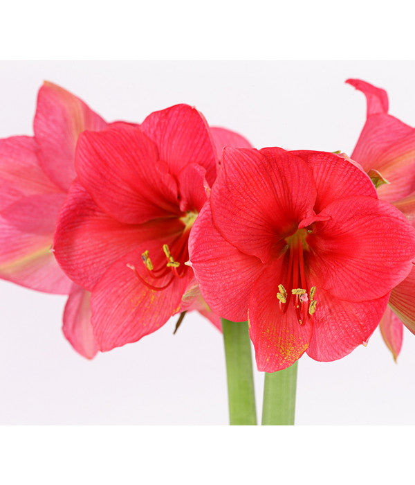  Amaryllis - Hippeastrum-Hybride, Zweitriebig, Sonderfarben