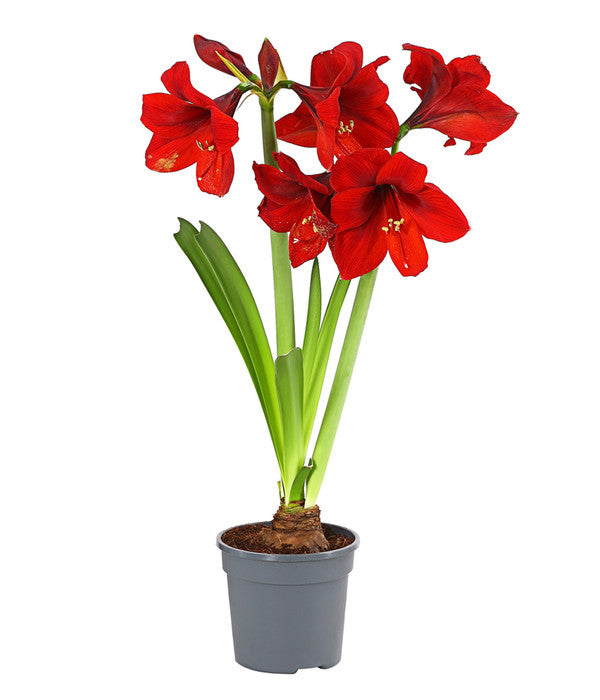  Amaryllis - Hippeastrum-Hybride, Zweitriebig, Sonderfarben