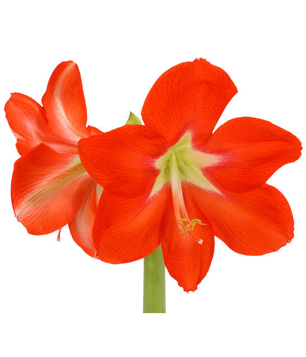  Amaryllis - Hippeastrum-Hybride, Zweitriebig, Sonderfarben