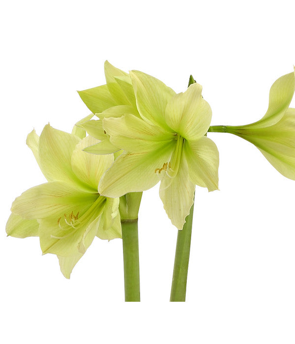  Amaryllis - Hippeastrum-Hybride, Zweitriebig, Sonderfarben