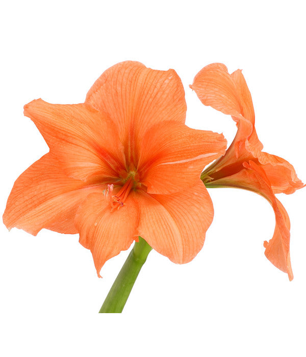  Amaryllis - Hippeastrum-Hybride, Zweitriebig, Sonderfarben