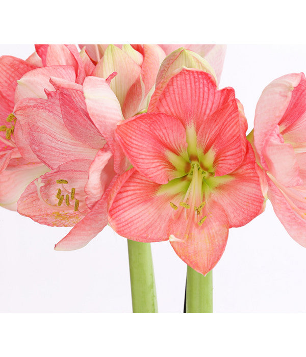  Amaryllis - Hippeastrum-Hybride, Zweitriebig, Sonderfarben