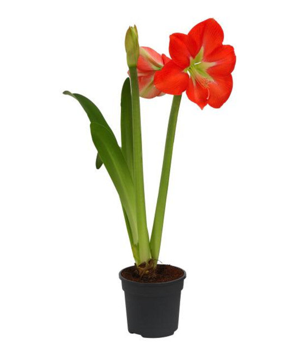  Amaryllis - Hippeastrum-Hybride, Zweitriebig, Sonderfarben