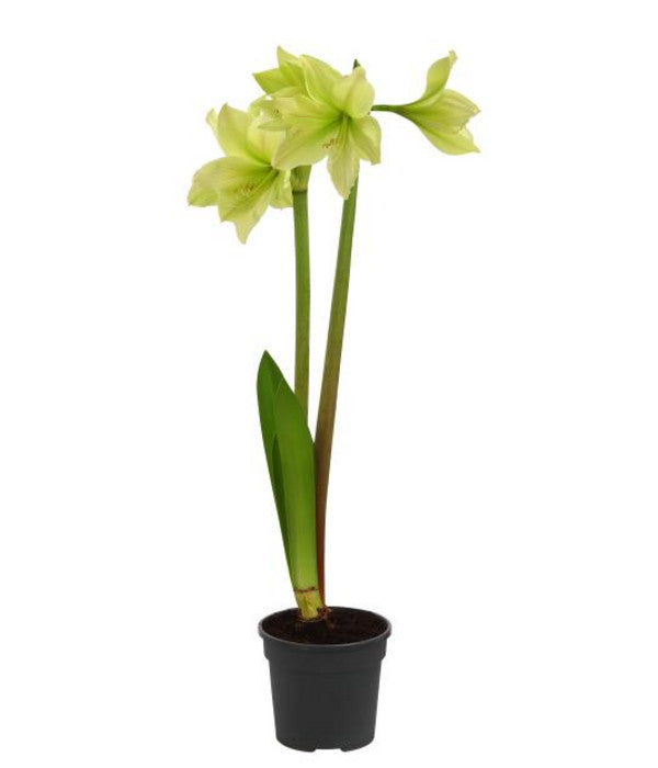  Amaryllis - Hippeastrum-Hybride, Zweitriebig, Sonderfarben