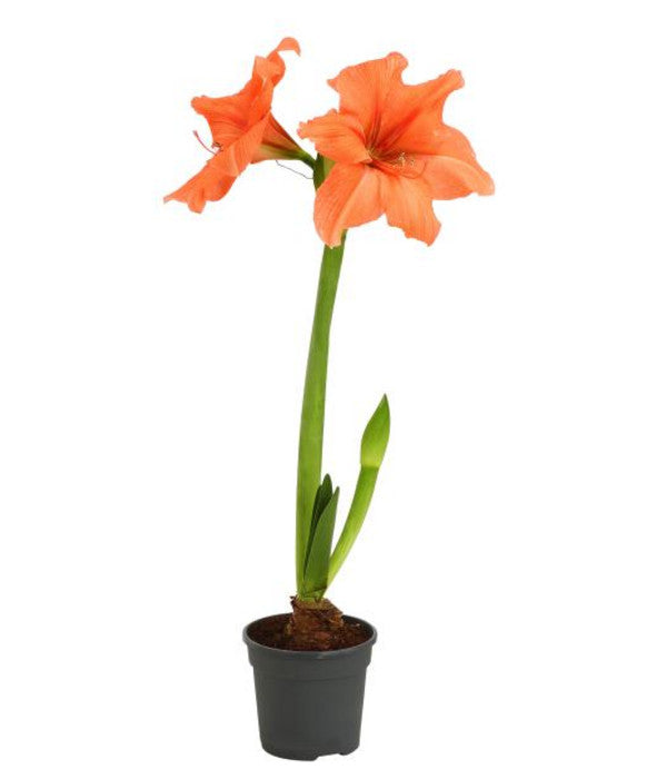  Amaryllis - Hippeastrum-Hybride, Zweitriebig, Sonderfarben