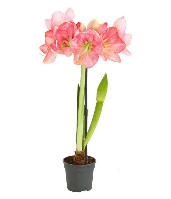  Amaryllis - Hippeastrum-Hybride, Zweitriebig, Sonderfarben