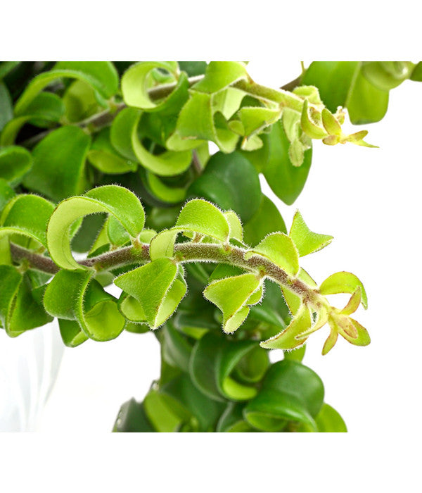  Schamblume - Aeschyanthus Radicans 'Scubidoo', Ampel