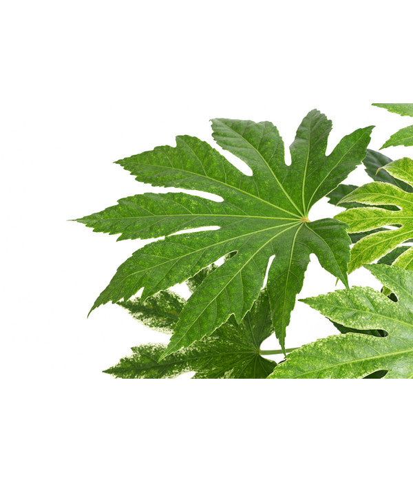  Zimmeraralie - Fatsia Japonica Variegata 'Spider's Web'