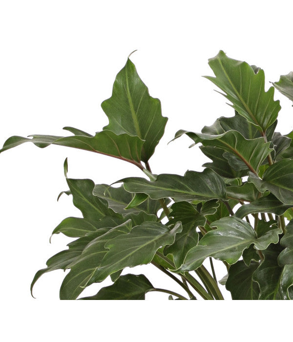  Baumfreund - Philodendron 'Xanadu'
