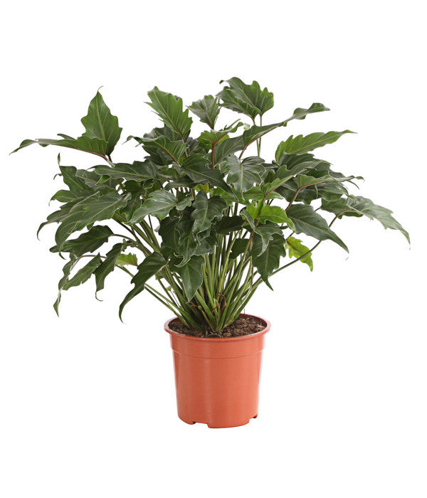  Baumfreund - Philodendron 'Xanadu'