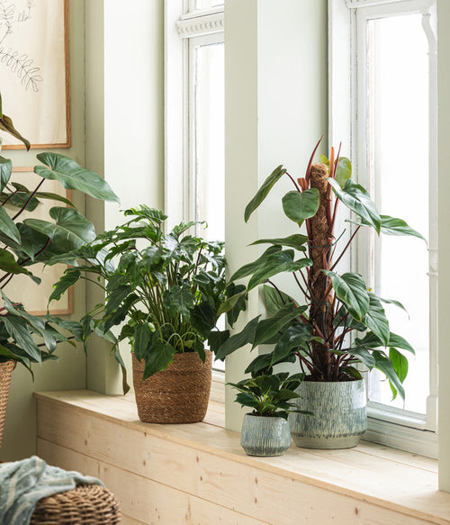  Baumfreund - Philodendron 'Xanadu'