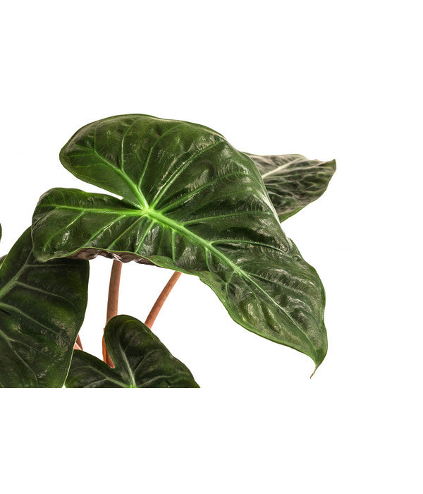  Pfeilblatt - Alocasia Baginda 'Pink Dragon'