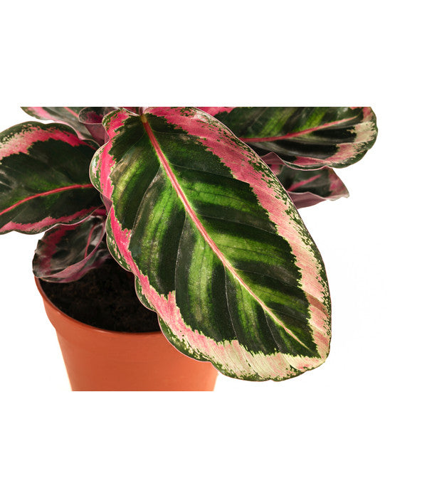  Korbmarante - Calathea 'Angela'