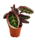  Korbmarante - Calathea 'Angela'