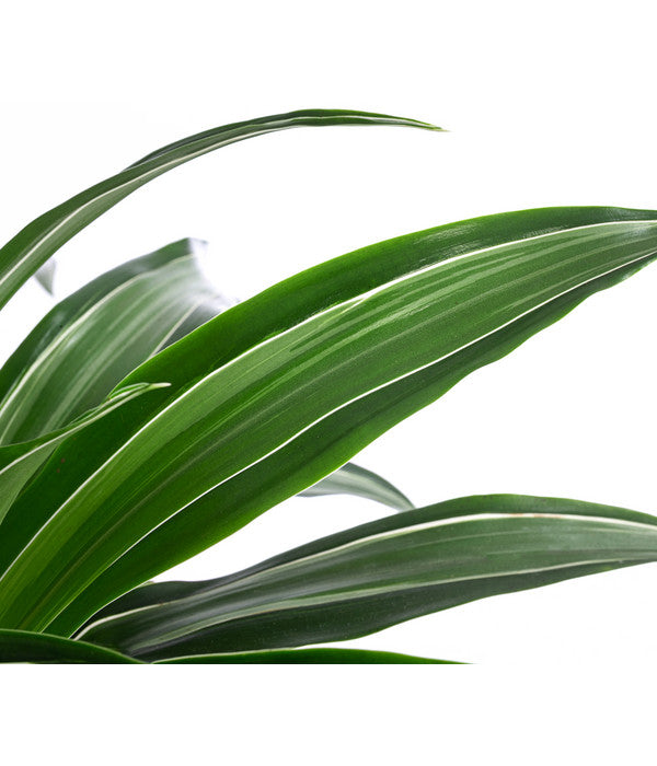  Drachenbaum - Dracaena 'White Stripe', In Keramik